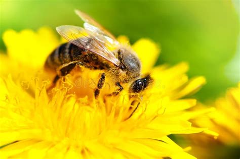 Primo Piano Dell Ape Del Miele Che Lavora In Un Fiore Giallo Di Estate