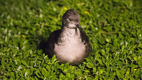 penguin foundation short tailed shearwater study solves late