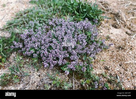 Creeping Thyme Thymus Serpyllum Stock Photo Alamy