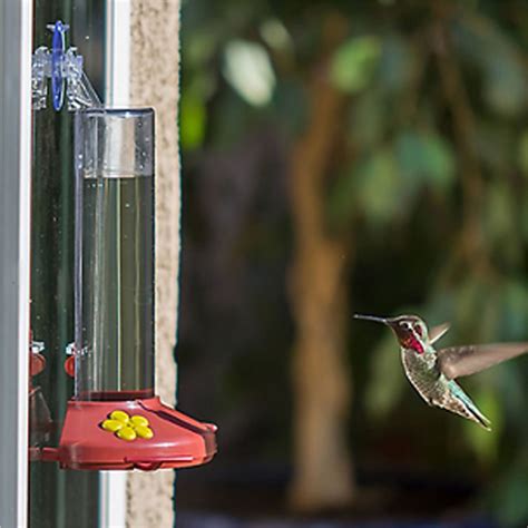 Perky-Pet Window Mount Hummingbird Feeder | 25% off Bird Feeders