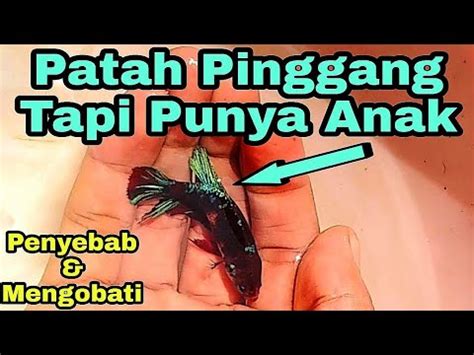 Cara Mengobati Ikan Cupang Patah Pinggang Youtube