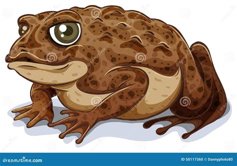 Toad Stock Vector Image 50117360