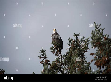 North American Bald Eagle Alaska Stock Photo Alamy