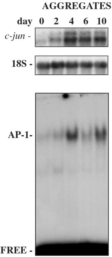 Activation of AP-1 in differentiating P19 cell aggregates ...