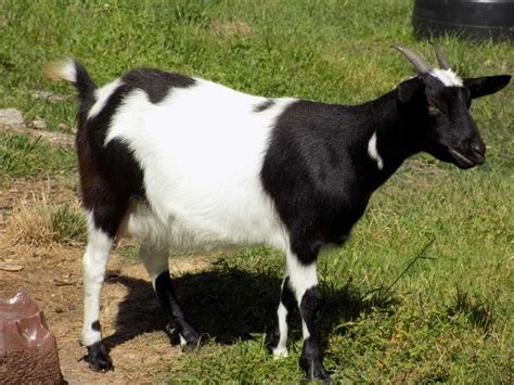 Our Goats Boots Fainting Farm