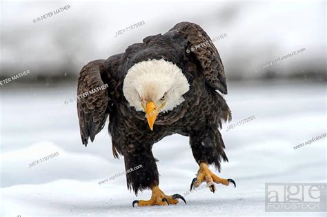 American Bald Eagle in winter snow Chilkat River, near Haines, Alaska ...