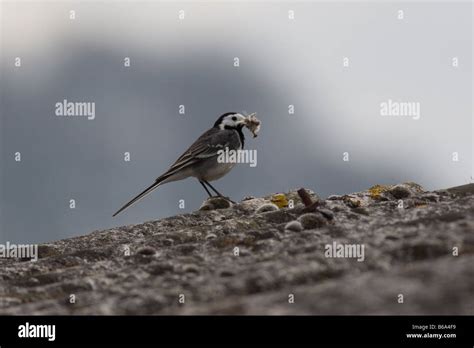 Pied Wagtail Motacilla Alba With Nesting Material Stock Photo Alamy