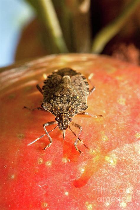 Brown Marmorated Stink Bug Photograph By Stephen Ausmus Us Department