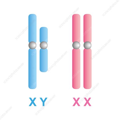 Human Sex Chromosomes Illustration Stock Image F Science Photo Library