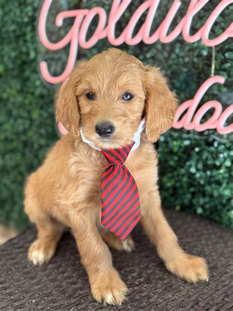 Goldilocks Goldendoodles - F1 & F1B Goldendoodle Puppy