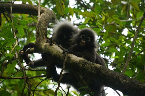 langur project penang lpp