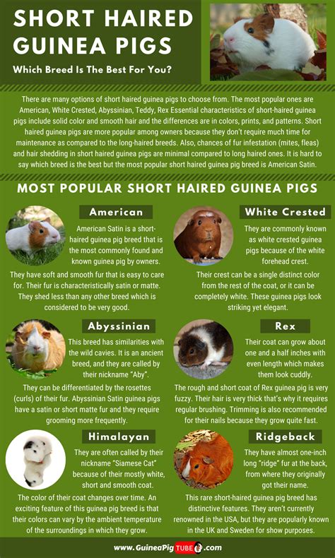 13 Most Popular Guinea Pig Breeds Petsvills Atelier Yuwaciaojp