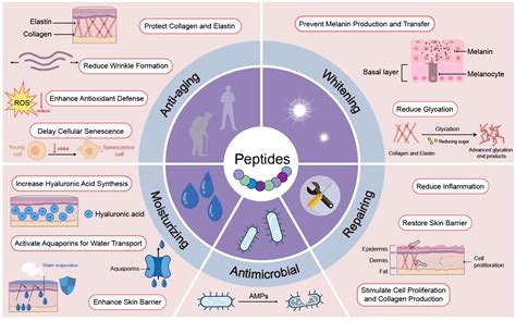 Peptides in Cosmetics: From Pharmaceutical Breakthroughs to Skincare
