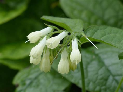 comfrey nature images pixabay