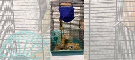 Белка летяга купить в Уфе | Животные и зоотовары | Авито