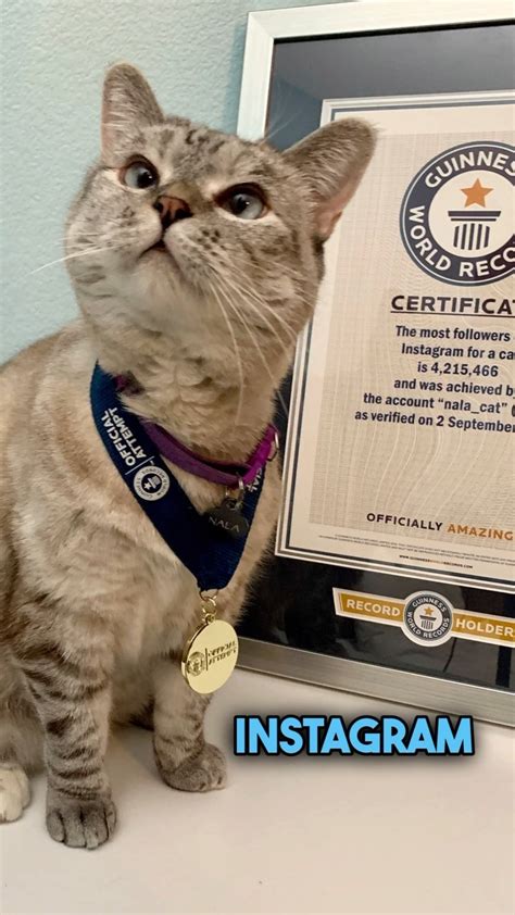 Nala Cat ™ Nalacat • Instagram Photos And Videos