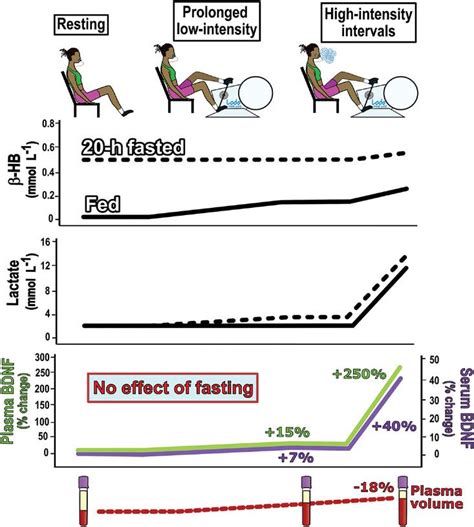Fasting for 20 h does not affect exercise‐induced increases in ...