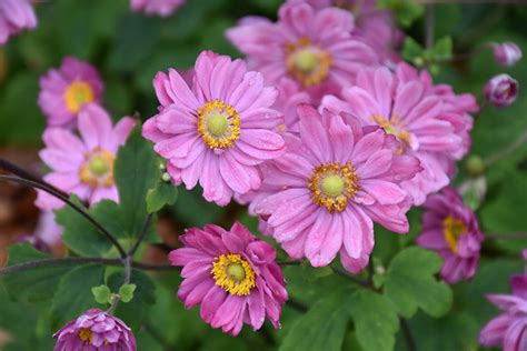 Pamina Anemone - Clearview Nursery