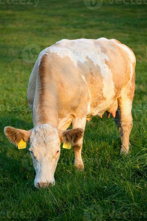 Brown And White Dairy Cow In Pasture Czech Republic Stock