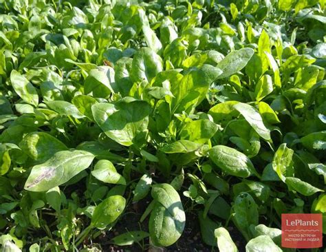 Шпинат огородный (Spinacia oleracea) — описание, выращивание, фото | на ...