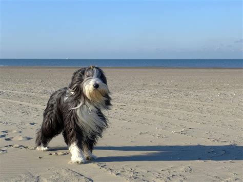Lhassa Apso : Caractère, santé, éducation, prix et alimentation
