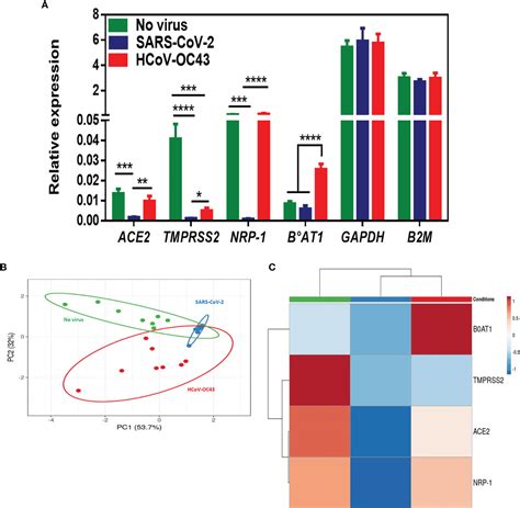 Frontiers Control Of CDH1 E Cadherin Gene Expression And Release Of A