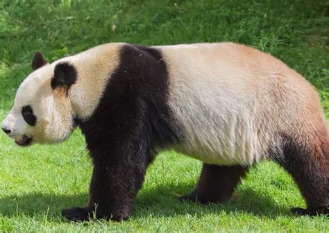 Giant Panda Behavior - AnimalBehaviorCorner