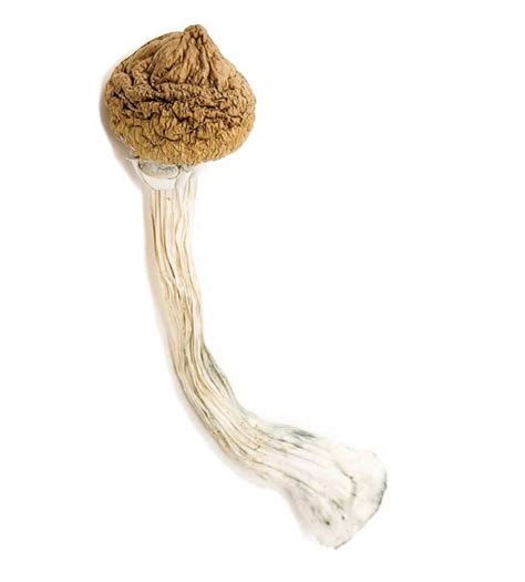 Buy Texas Yellow Cap Shrooms Online In Canada Astral Agency