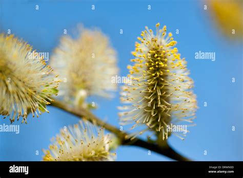 Pussy Willow Branches And Blue Sky Stock Photo Alamy