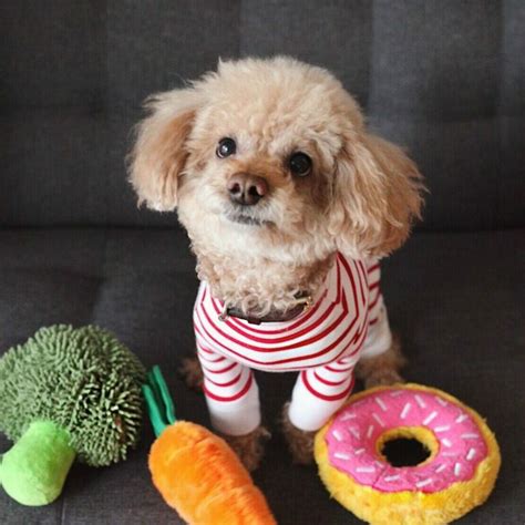 Топ 10 Малки породи кучета - мини кучета (играчки)