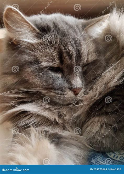 Gray Hairy Cat Sleeping on the Sofa Stock Image - Image of sleeping