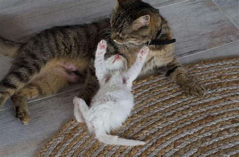 Как сделать когтеточку для котенка своими руками. 12 идей