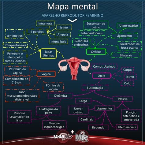 Mapa Mental Sistema Reprodutor Mergulhe No Divertimento Das Cartas