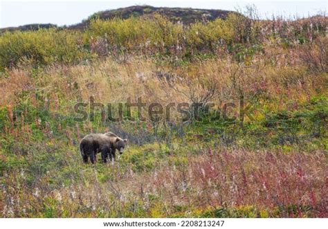 2 Polar Bear Provincial Park Images, Stock Photos & Vectors | Shutterstock