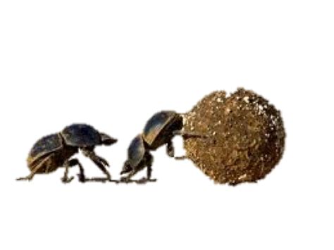 Dung Beetle Png Transparent Dung Beetlepng Images Pluspng