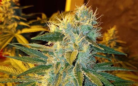 Cream Caramel Feminized Sweet Seeds Buy At The Best Price