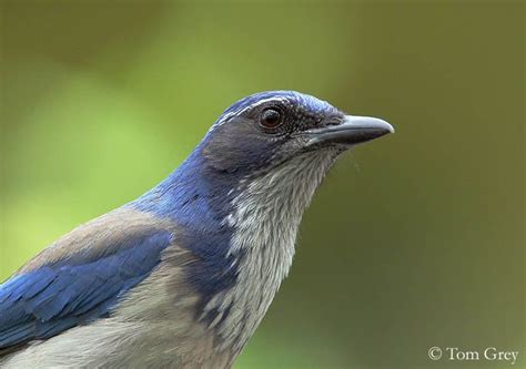 Blue Jays, feel-good birds | Jay, Birds, Blue bird