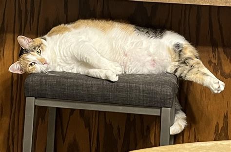 Show Me Your Calicos B E E G Stretch Rcalicokittys