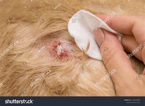 How To Treat Contact Dermatitis In Dogs