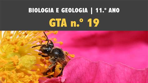 Como A Meiose Contribui Para A Variabilidade Genética