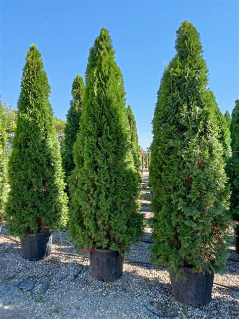 Thuja Occidentalis Smaragd T O Emeraude Gorini Piante