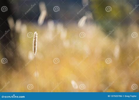 Standing Out A Blade Of Wheat Stock Photo Image Of Rest Live 137522706
