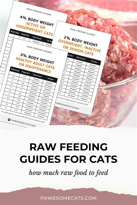 cat raw diet how much to feed