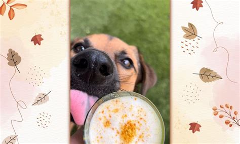 Pup Cup Recipes Pumpkin And Cinnamon Puppuccinos Bechewy