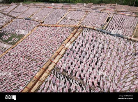 Dried Squid Farm On Net Wide Shot Stock Photo Alamy