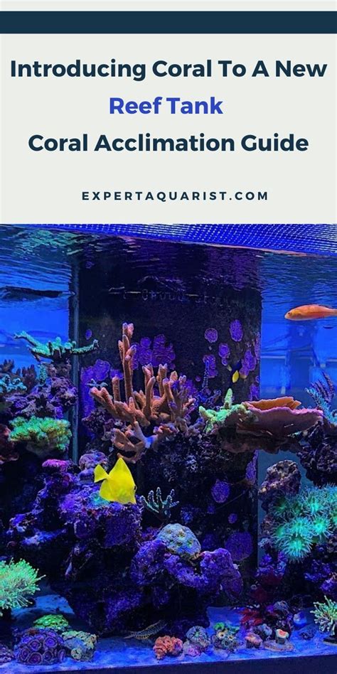 Dosing Your Reef Aquarium Regularly What Why And How Detailed Guide Artofit