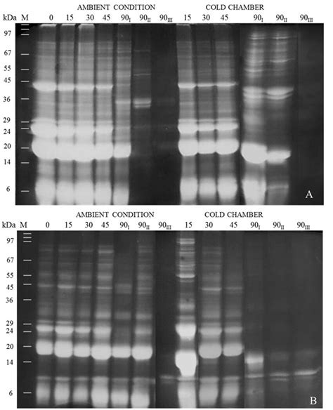 Sds Page Profiles Of Soluble Proteins Of Araucaria Angustifolia Embryos