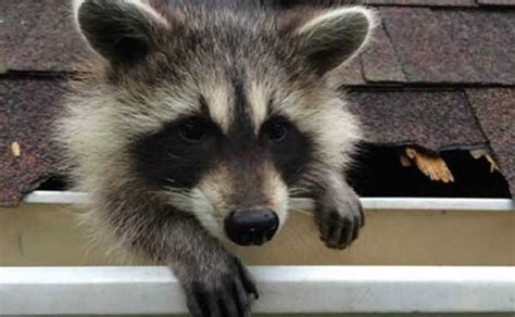 5 Signs You Have a Raccoon in the Attic | Handyman tips