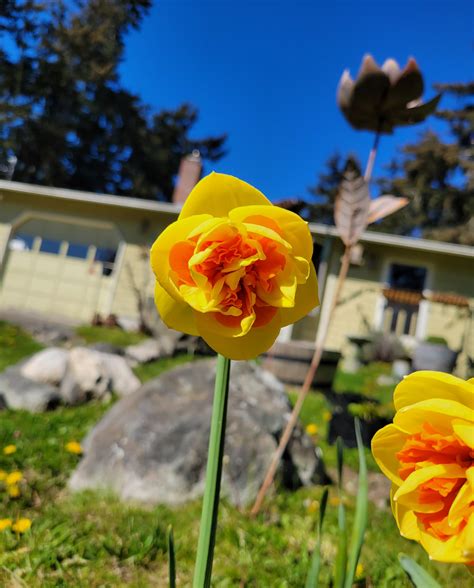 Kiwi Sunset Daffodils : r/gardening