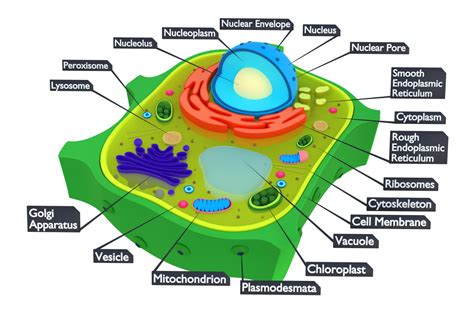 Nuclear Membrane In Plant Cell | Hot Sex Picture